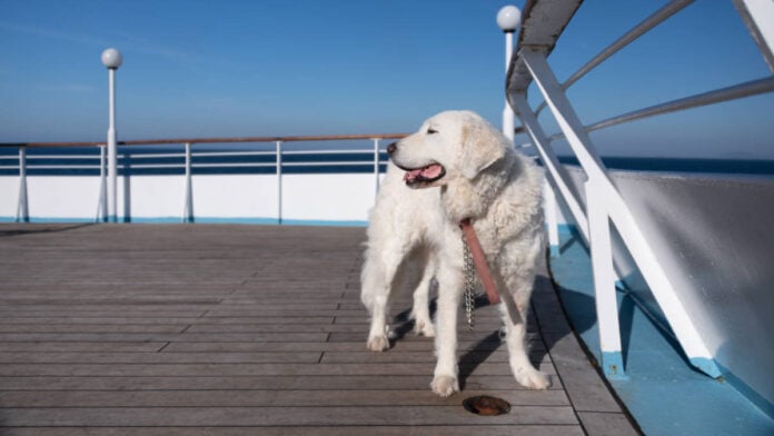 Dog on a Cruise Ship