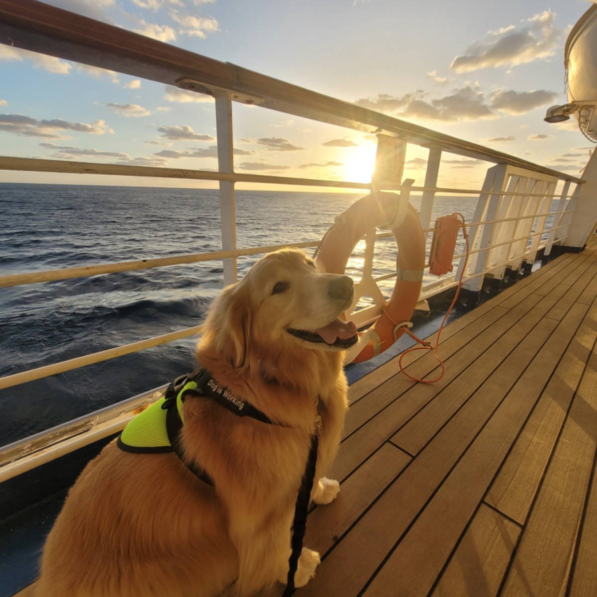 Dog-Friendly Cruise